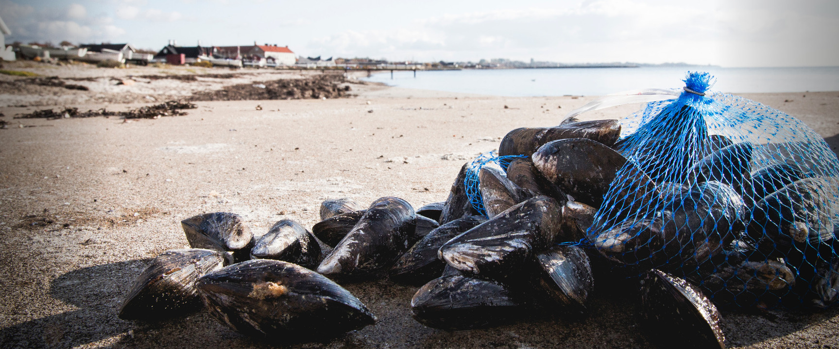 JHB merenelävät, simpukoita rannalla